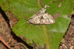 Victrix umovii