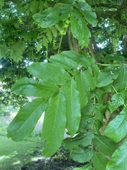 Pterocarya