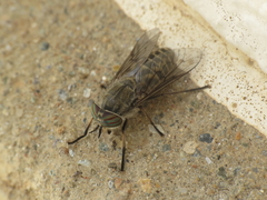 Tabanus nemoralis