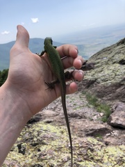 Lacerta viridis