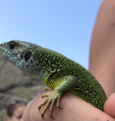 Lacerta viridis