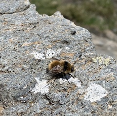 Oestrinae