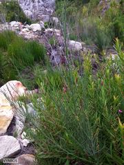 Indigofera filifolia