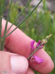Indigofera filifolia