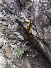 Scolopendra cingulata