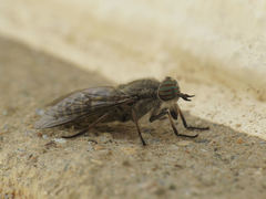 Tabanus nemoralis