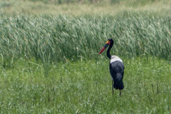 Ephippiorhynchus senegalensis