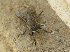 Tabanus nemoralis