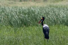 Ephippiorhynchus senegalensis