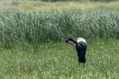 Ephippiorhynchus senegalensis