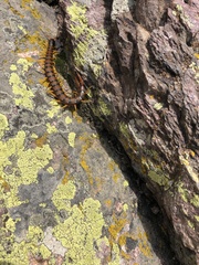 Scolopendra cingulata