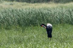 Ephippiorhynchus senegalensis