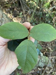 Kennedia rubicunda