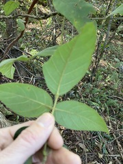 Kennedia rubicunda
