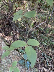 Kennedia rubicunda