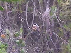 Batis capensis capensis