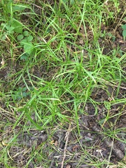 Juncus repens