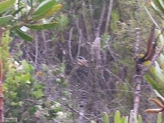 Batis capensis capensis