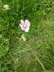 Papaver somniferum