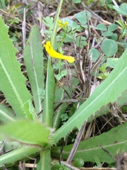Corydalis micrantha