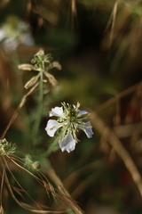 Nigella gallica