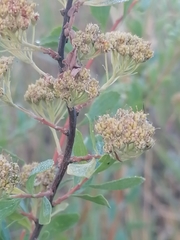 Spiraea crenata