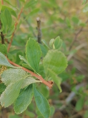 Spiraea crenata