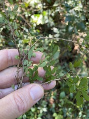 Phyllanthus microcladus