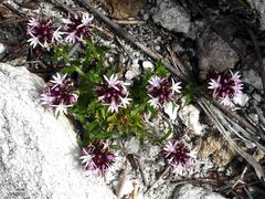 Lobelia jasionoides