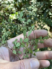 Phyllanthus microcladus