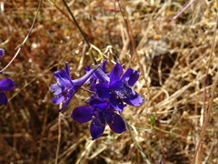 Delphinium pentagynum