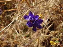 Delphinium pentagynum