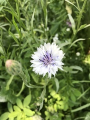 Centaurea cyanus