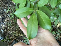 Croton acronychioides