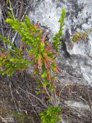 Erica curviflora