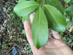 Croton acronychioides
