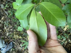 Croton acronychioides