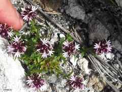 Lobelia jasionoides