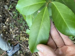 Croton acronychioides