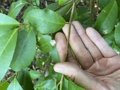 Croton acronychioides