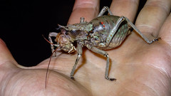 Enyaliopsis