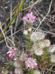 Erica eriocephala