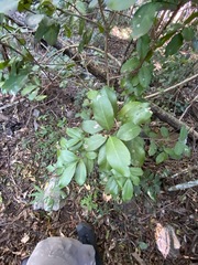 Croton acronychioides