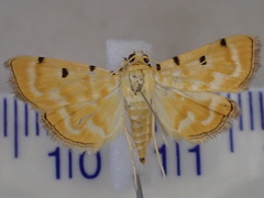Notarcha obrinusalis