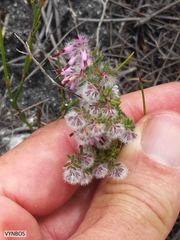 Erica eriocephala