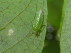 Orthotylus marginalis