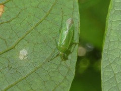 Orthotylus marginalis