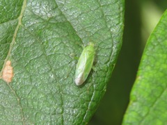 Orthotylus marginalis