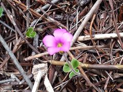 Oxalis truncatula