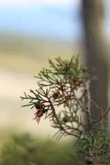 Juniperus phoenicea